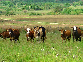 Cattle breeding business